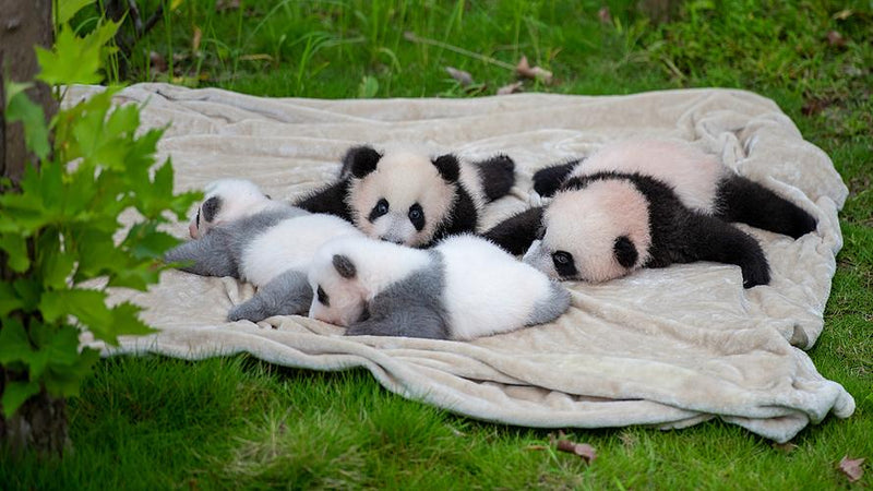 Chengdu Giant Panda Volunteer for Foreigners 2026 | ST — China Travel Guide | Sunda Travel