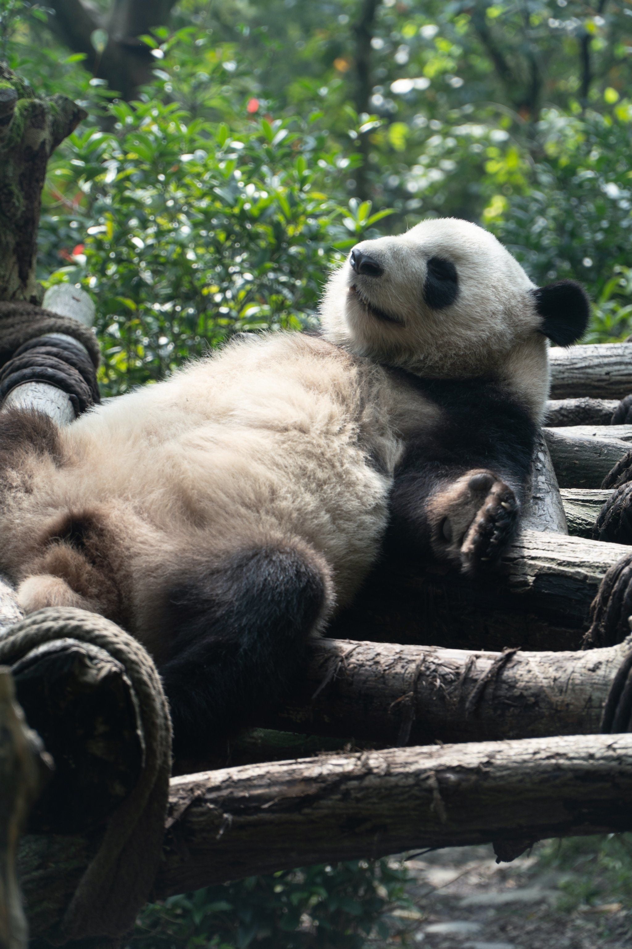Chengdu Giant Panda Volunteer Experience