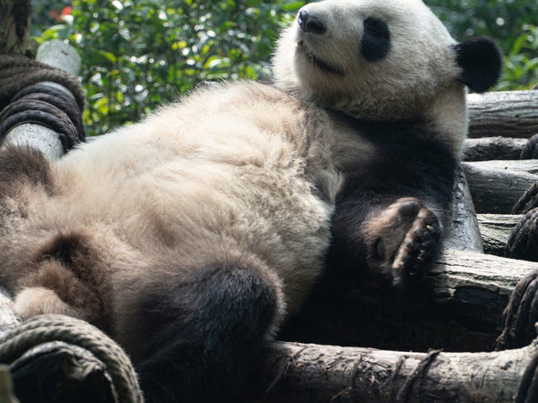 Chengdu Giant Panda Volunteer Experience: A Complete Guide for Global Travelers