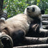 Chengdu Giant Panda Volunteer Experience: A Complete Guide for Global Travelers | Sunda Travel