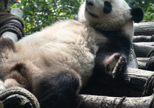 Chengdu Giant Panda Volunteer Experience: A Complete Guide for Global Travelers | Sunda Travel