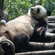 Chengdu Giant Panda Volunteer Experience: A Complete Guide for Global Travelers | Sunda Travel