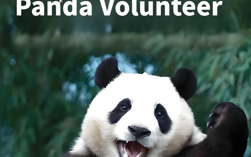 Chengdu Panda Base Volunteer Best Time of Year: A Complete Seasonal Guide - 旅行故事