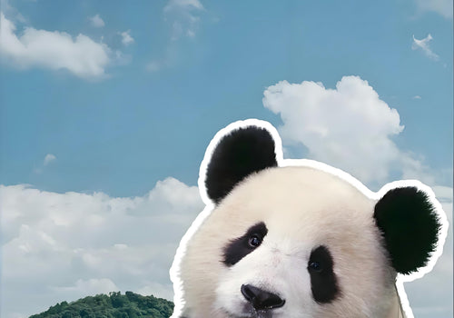 How to Join the Chengdu Panda Volunteer Program: Best Season & Experience Review