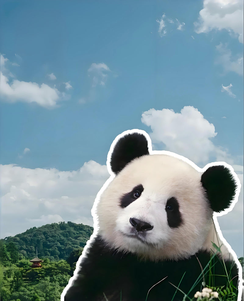 How to Join the Chengdu Panda Volunteer Program: Best Season & Experience Review