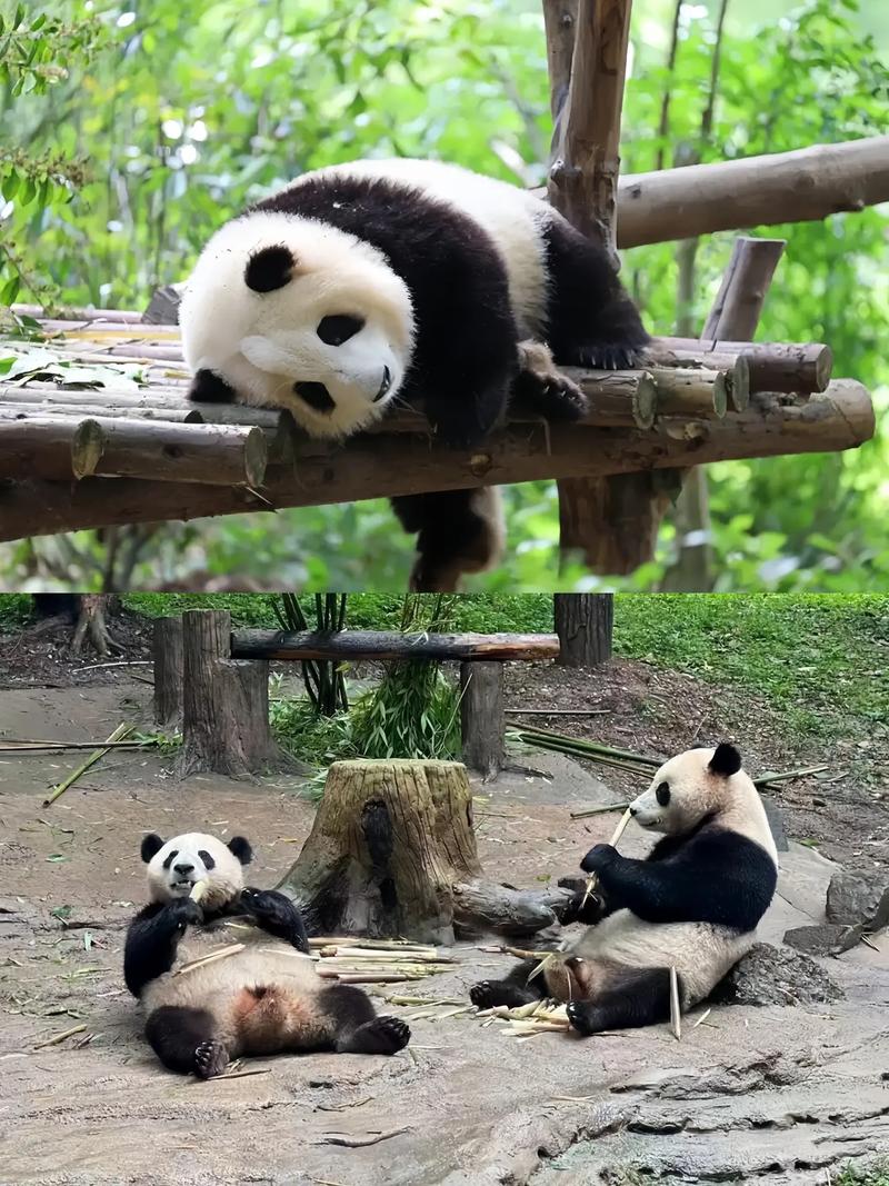 Be a Panda Keeper for a Day: Chengdu Volunteer Experience — China Travel Guide | Sunda Travel