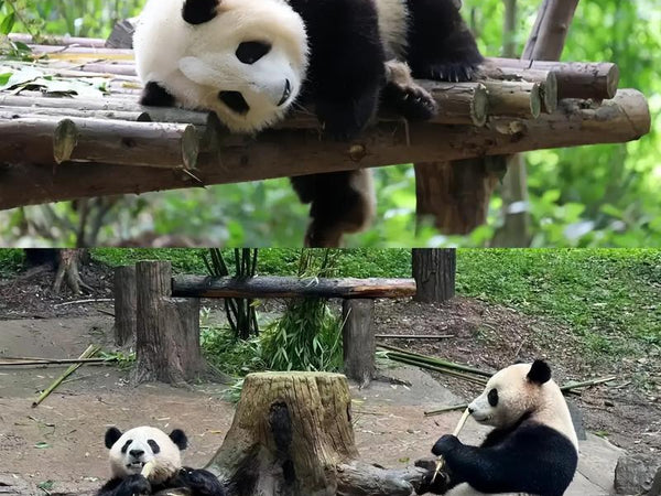 Chengdu Giant Panda Volunteer Experience: Feed, Clean and Care for Giant Pandas Up Close