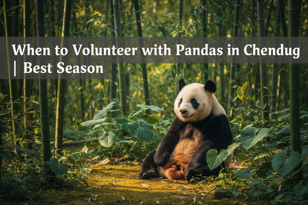 When to Volunteer with Pandas in Chengdu | Best Season