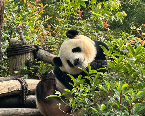 China Golden Triangle Tours