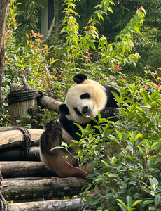 Panda Tours