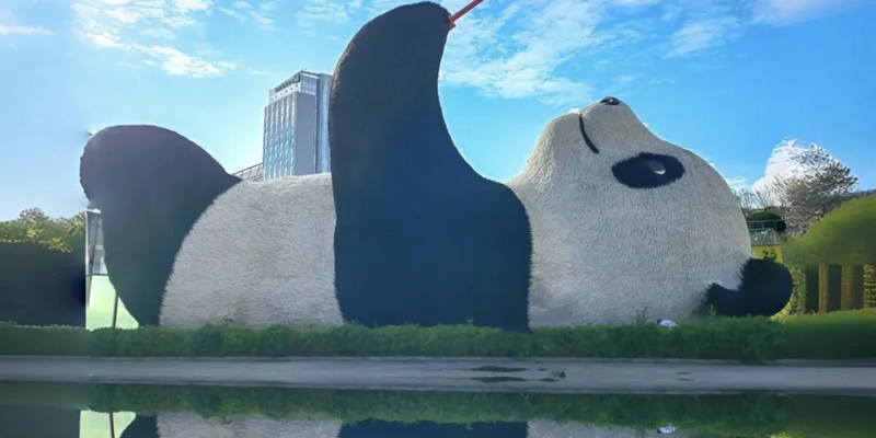 Morning: Panda Valley