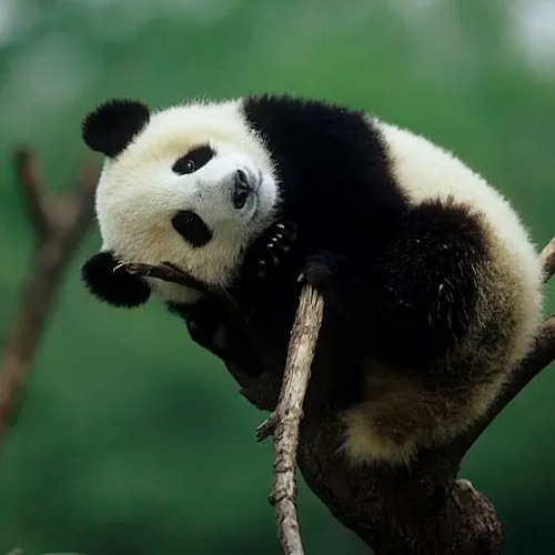 An Enchanting Panda - themed Journey in Chengdu - Main image