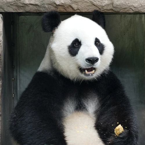 One-day tour to the Panda Valley And Dujiangyan - Main image
