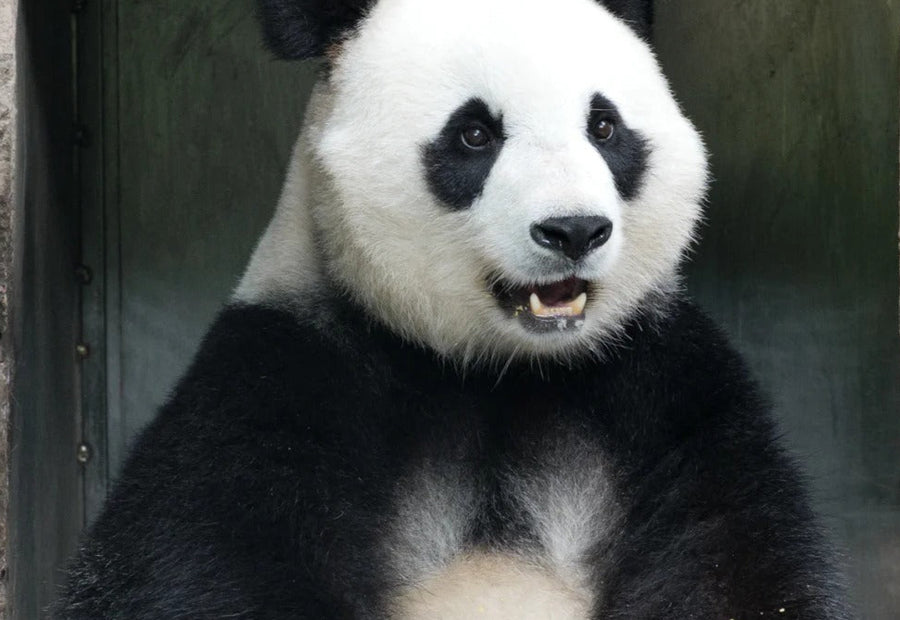 1-Day Panda Valley & Dujiangyan Tour: No Shopping