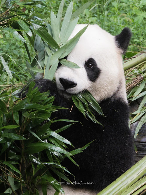 1-Day Panda Base & Sanxingdui Tour: No Shopping