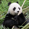 Panda Valley + Dujiangyan + Qingcheng Mountain One-Day Private Tour