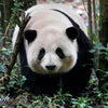 One-day tour to the Panda Base and Sanxingdui
