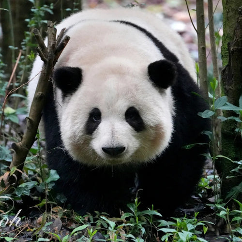 One-day tour to the Panda Base and Sanxingdui - Main image
