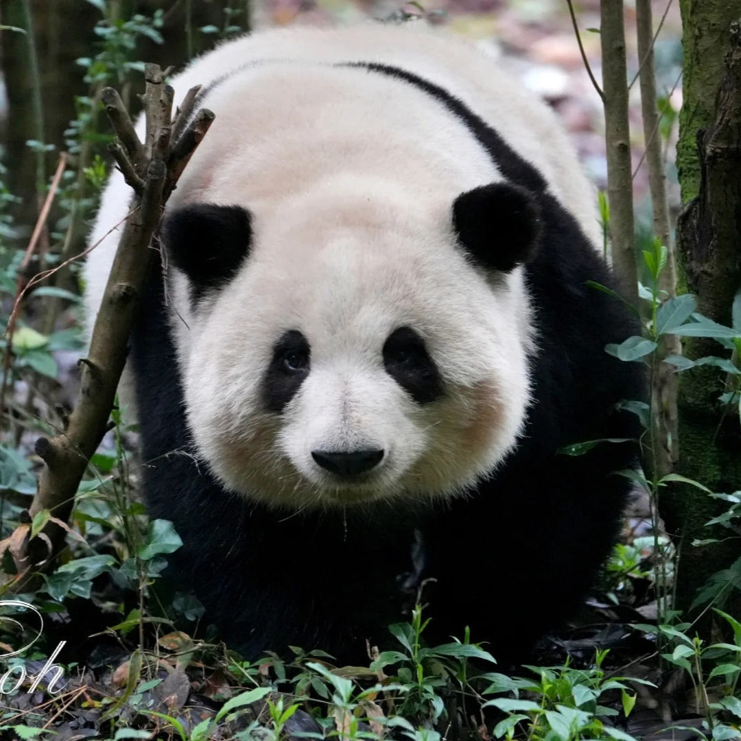 One-day tour to the Panda Base and Sanxingdui