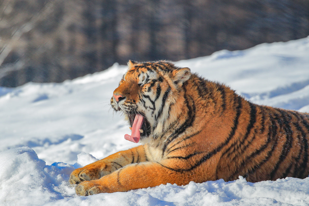 Harbin Ice & Snow Festival — Siberian Tiger Park, Sun Island & Ice and Snow World — Harbin		