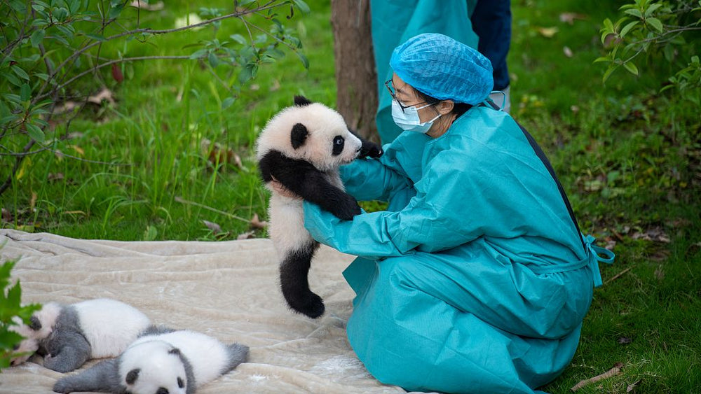 Chengdu