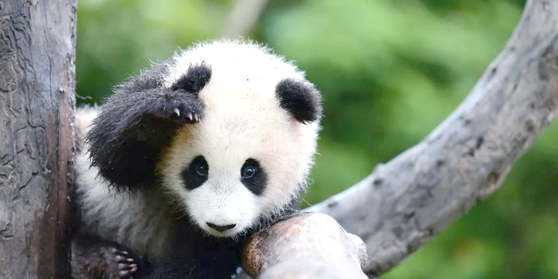 Day 7 - Chengdu's Panda Paradise and the Sichuan Opera Face-Changing Show : A Day of Natural and Cultural Marvels