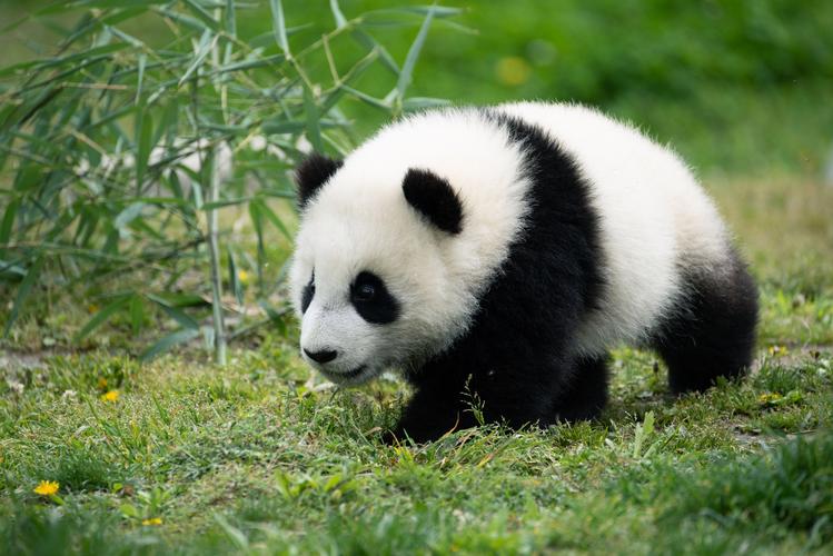 3-Day Chengdu Highlights Tour
