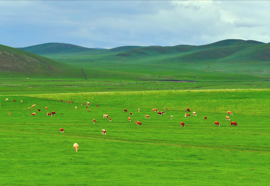 4 Days Bashang Grassland Tour: Ulan Butong Grassland Wild Driving & Chengde UNESCO Sites