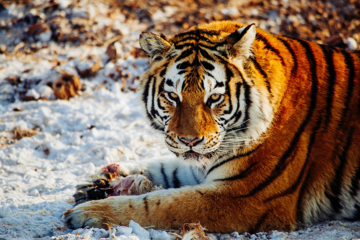 Harbin Ice & Snow Festival — Siberian Tiger Park, Sun Island & Ice and Snow World	 — Harbin	