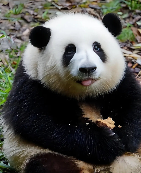 Chengdu
