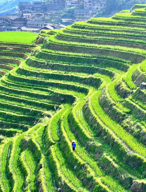 Longji Rice Terraces — Guilin