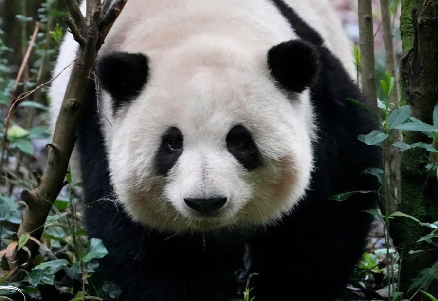 Chengdu Research Base of Giant Panda Breeding