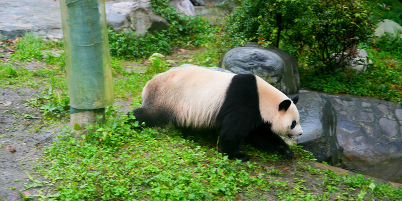 Morning: Panda Valley (7:00 AM - 10:00 AM)