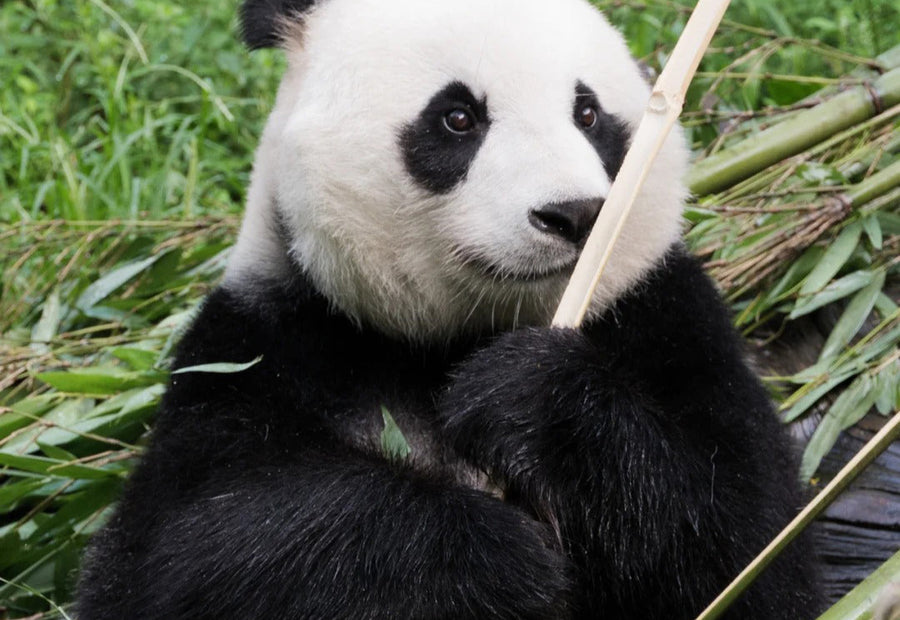Panda Valley