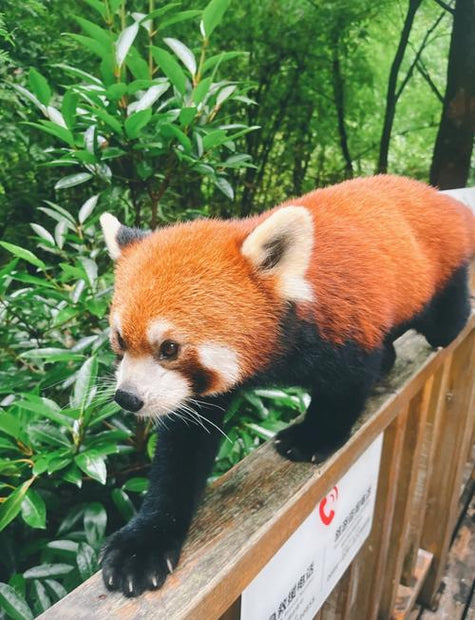 13-Day China Essence and Panda Tour