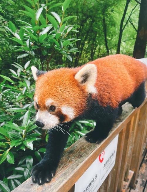 13-Day China Essence and Panda Tour