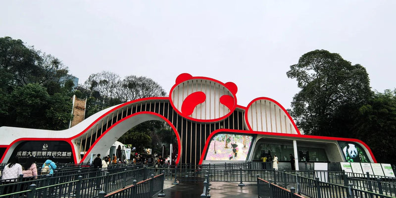 Morning: Chengdu Research Base of Giant Panda Breeding