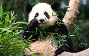 Panda Tour